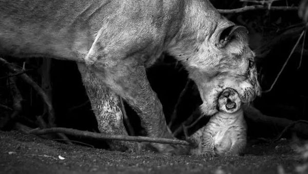 Karya Memukau Finalis Kontes Foto Natgeo Travel Kategori Alam