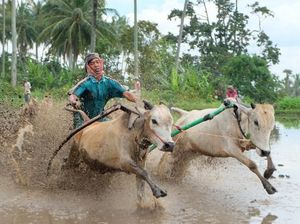 Pacu Jawi, Event Wajib Pecinta Fotografi di Tanah Datar Pacu Jawi, Event Wajib Pecinta Fotografi di Tanah Datar
