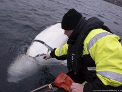Paus Agen Intelijen Rusia Ternyata Hewan Terapi Bagi Anak-anak