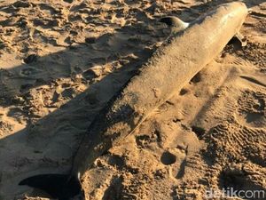 Seekor Lumba-lumba Ditemukan Mati di Pantai Mengiat Bali