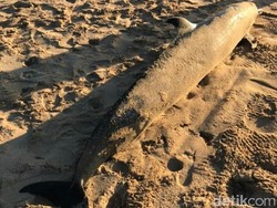 Seekor Lumba-lumba Ditemukan Mati di Pantai Mengiat Bali