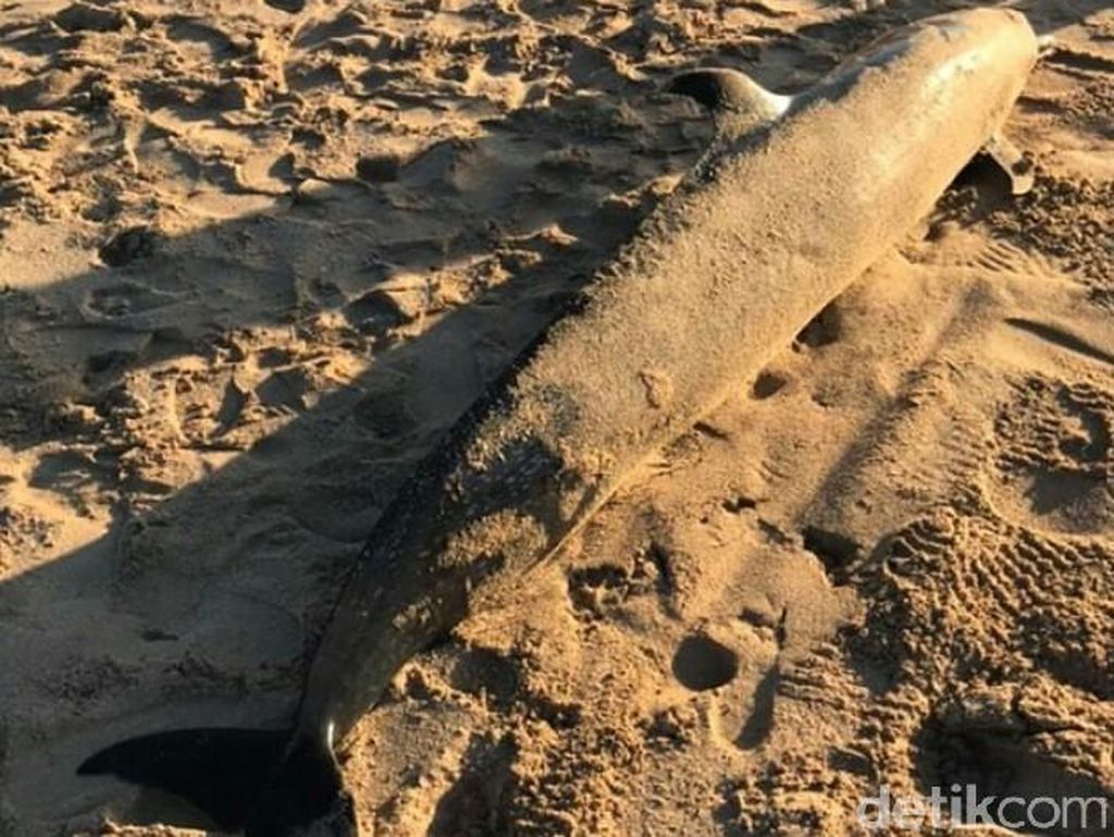 Seekor Lumba-lumba Ditemukan Mati di Pantai Mengiat Bali Seekor Lumba-lumba Ditemukan Mati di Pantai Mengiat Bali
