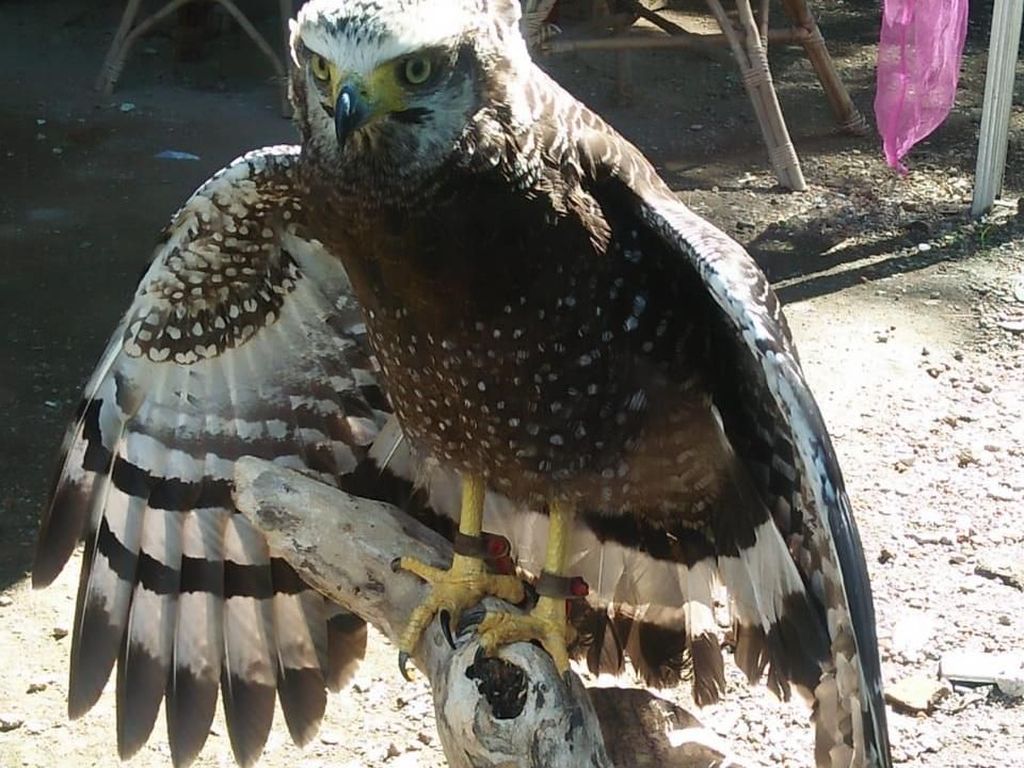 BKSDA Yogyakarta Mulai Lakukan Pelepasliaran Burung-burung Langka BKSDA Yogyakarta Mulai Lakukan Pelepasliaran Burung-burung Langka