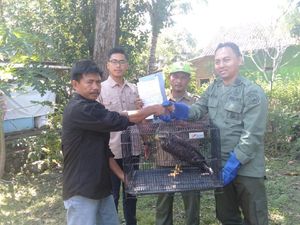 Warga Majalengka Selamatkan Elang-Ular Bido ke BBKSDA Jabar