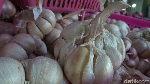 Ilustrasi bawang putih