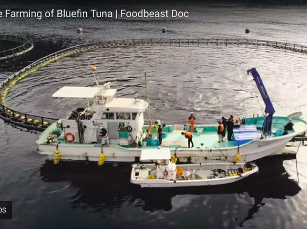 Terancam Punah, Perusahaan Ini Bangun Ternak Bluefin Tuna Berkelanjutan Terancam Punah, Perusahaan Ini Bangun Ternak Bluefin Tuna Berkelanjutan