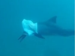 Masih Pakai Kantong Plastik? Lihatlah Lumba-lumba Ini