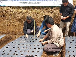 Harga Lagi Mahal, Petani Mulai Tanam Bawang Putih