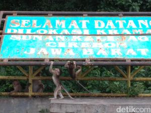 Ngabuburit Bareng Monyet di Petilasan Sunan Kalijaga Cirebon