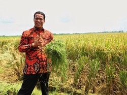 Kementan Tak Risau Anggaran Sektor Pertanian Turun Jadi Rp 21 T