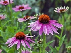 5 Manfaat Bunga Echinacea untuk Kesehatan Tubuh