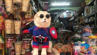 Lucunya Kucing Berkostum Avengers yang Pintar Jualan Daging hingga Sayuran