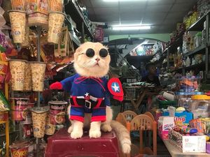Lucunya Kucing Berkostum Avengers yang Pintar Jualan Daging hingga Sayuran Lucunya Kucing Berkostum Avengers yang Pintar Jualan Daging hingga Sayuran
