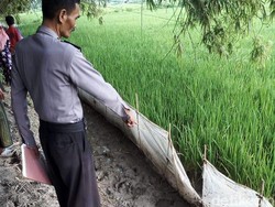 Jebakan Tikus Makan Korban, Seorang Petani Tewas Tersetrum