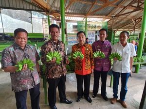 Pisang Lokal Digemari di Dalam dan Luar Negeri