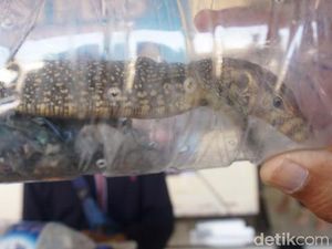 Kejam! Ular hingga Biawak Diselundupkan dan Dimasukkan ke Botol