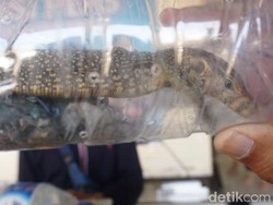 Kejam! Ular hingga Biawak Diselundupkan dan Dimasukkan ke Botol