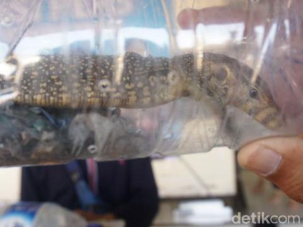 Kejam! Ular hingga Biawak Diselundupkan dan Dimasukkan ke Botol Kejam! Ular hingga Biawak Diselundupkan dan Dimasukkan ke Botol