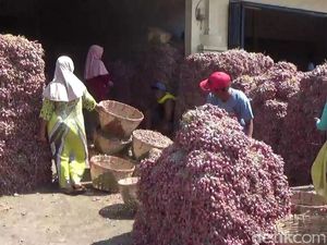 Harga Bawang Merah di Probolinggo Anjlok