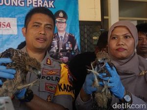 Pengiriman Ratusan Satwa Dilindungi ke NTT Digagalkan