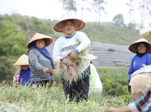 PDB Pertanian 2018 Tumbuh 3,7%, Kementan: Melebihi Target