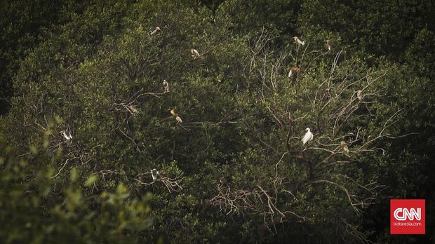 Burung residen Blekok Sawah (Ardeola speciosa) terlihat di kawasan di Taman Wisata Mangrove Angke Kapuk, Jakarta, 12 Mei 2019. Sejumlah Mahasiswa Universitas Nasional memperingati Hari Burung Migrasi Dunia dengan melakukan pengamatan burung air. (CNN Indonesia/ Hesti Rika)