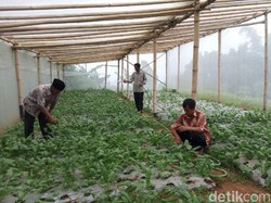 Sayuran Organik dari Lereng Merbabu Kini Bisa Dipesan Online