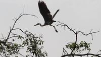 Momen Pengamatan Migrasi Burung di Angke