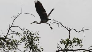 Momen Pengamatan Migrasi Burung di Angke