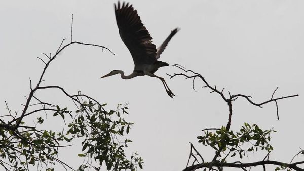 Momen Pengamatan Migrasi Burung di Angke