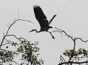 Momen Pengamatan Migrasi Burung di Angke