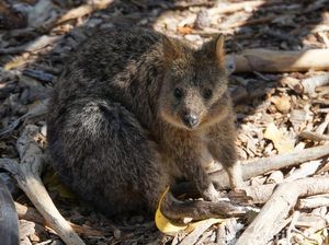 Rottnest Island, Tempat Wisata di Australia Barat yang Ajaib Rottnest Island, Tempat Wisata di Australia Barat yang Ajaib