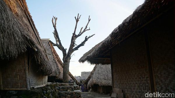Penampakan Pohon Cinta di Lombok