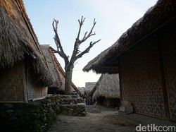 Kisah Pohon yang Jadi Saksi Cinta di Lombok