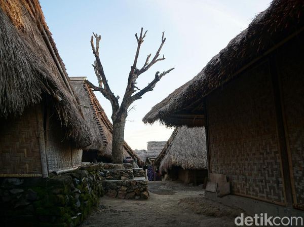 Penampakan Pohon Cinta di Lombok