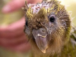 Burung Beo Kakapo yang Terancam Punah Menjalani Operasi Otak