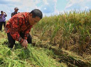Pengamat Puji Kinerja Mentan Amran Jelang Habis Masa Jabatannya