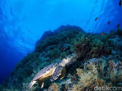 Kasihan... Penyu Ini Makan Sampah Plastik
