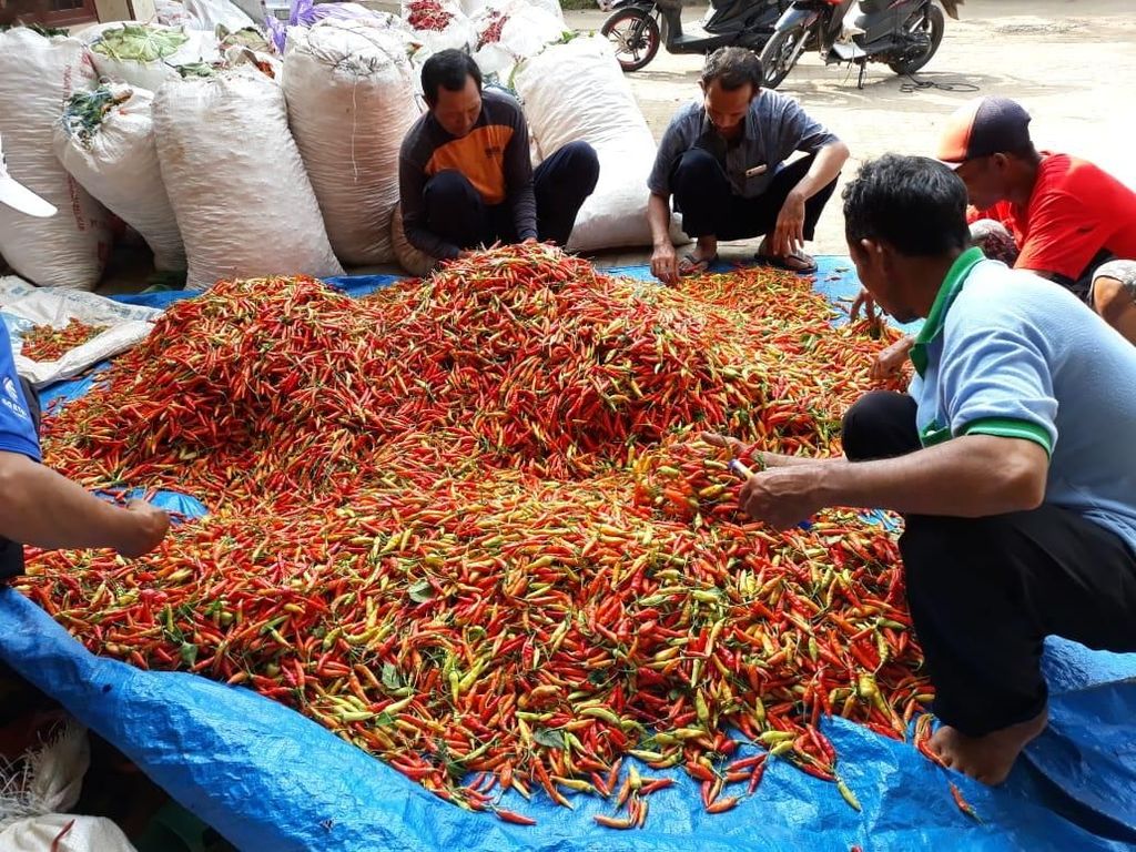 Kementan Gerak Cepat Atasi Penurunan Harga Cabai di Petani Tuban Kementan Gerak Cepat Atasi Penurunan Harga Cabai di Petani Tuban