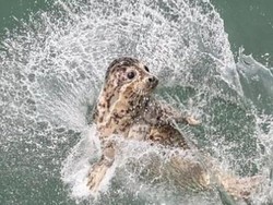 Sempat Dibiarkan Kelaparan, Lusinan Anak Anjing Laut Dilepas ke Alam Liar