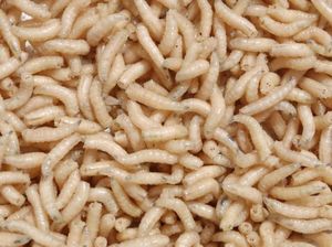 Viral Video Belatung di Vagina Bikin Syok dan Takut, Ini Tips Mengatasinya