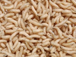 Viral Video Belatung di Vagina Bikin Syok dan Takut, Ini Tips Mengatasinya