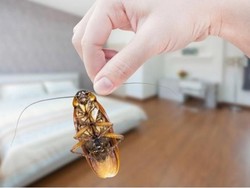 Trik Ampuh Basmi Kecoa di Rumah Saat Bulan Puasa