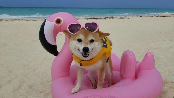 Kenalan Sama Riri Anjing Lucu Yang Suka Ke Pantai