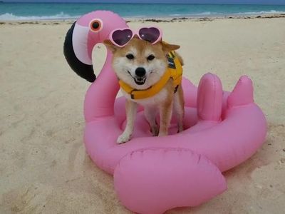 Foto: Riri, Anjing Lucu yang Viral dan Suka ke Pantai