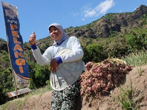 Produktivitas Bawang Merah dan Padi Digenjot, Ini Caranya