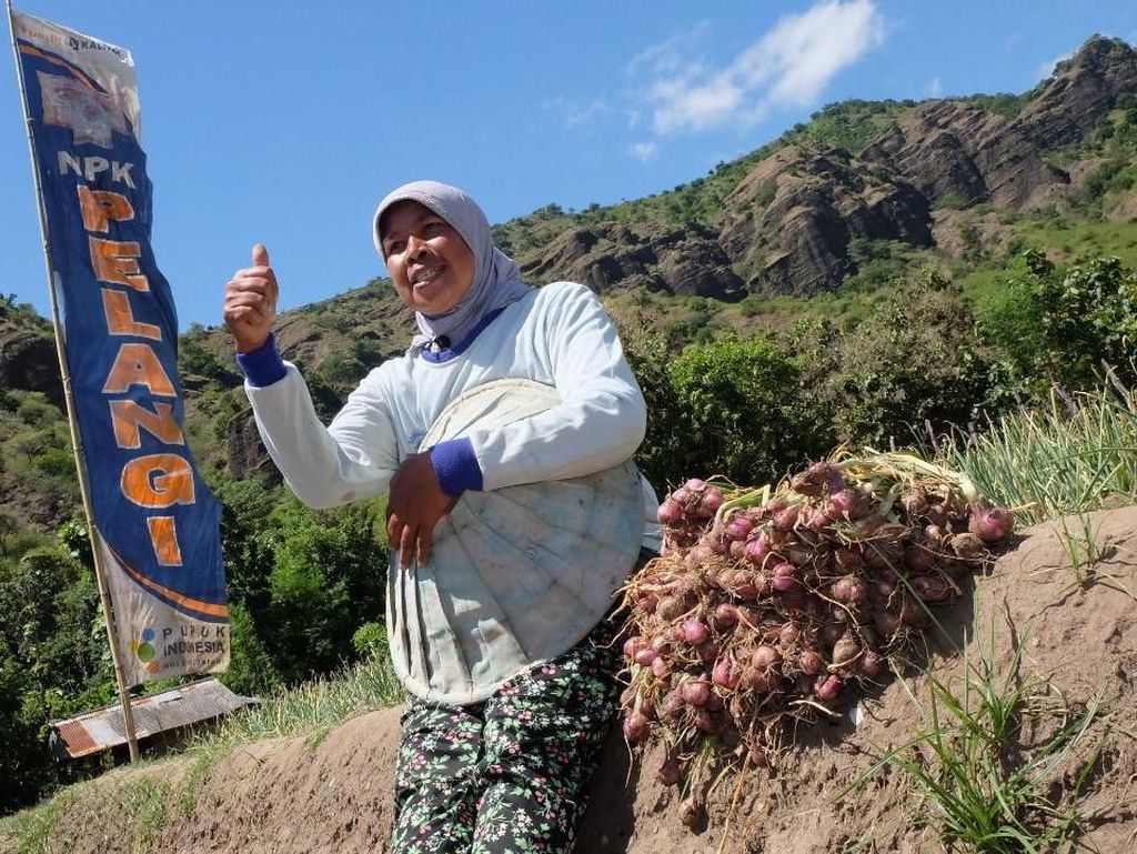Produktivitas Bawang Merah dan Padi Digenjot, Ini Caranya Produktivitas Bawang Merah dan Padi Digenjot, Ini Caranya