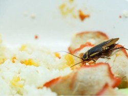 Pentingnya Melindungi Makanan Saat Puasa dari Kecoa
