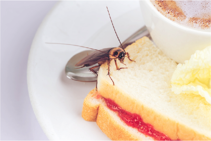 Ilustrasi kecoa yang memakan makanan sisa (Foto: Shutterstock) Ilustrasi kecoa yang memakan makanan sisa (Foto: Shutterstock)