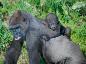 Gorila Gunung Nyaris Punah, Tambah Diganggu Corona Gorila Gunung Nyaris Punah, Tambah Diganggu Corona